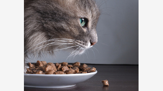 Cibi Gatto