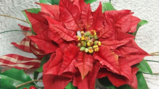 Fiori e Decorazioni per il Natale Fiori e Decorazioni per il Natale