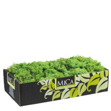 MUSCHIO VERDE IN SCATOLA 500GR MUSCHIO VERDE IN SCATOLA 500GR
