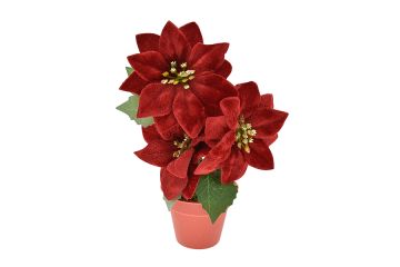 STELLA DI NATALE ROSSA CON VASO STELLA DI NATALE ROSSA CON VASO