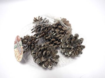 RETINA C/7PIGNE NEVATE