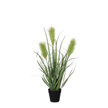 CALAMAGROSTIS IN VASO D 10CM
