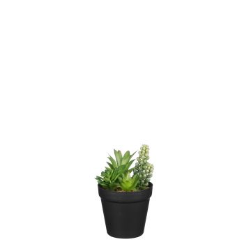 SUCCULENT IN VASO D 10.5 H 17CM