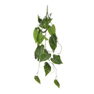 PHILODENDRON PEDENTE IN VASO 80CM