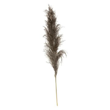 SET 3 PAMPA NATURALE MARRONE H 10CM