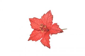 STELLA GAMBO CORTO VELLUTO ROSSO