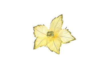 STELLA GAMBO CORTO VELLUTO CREMA