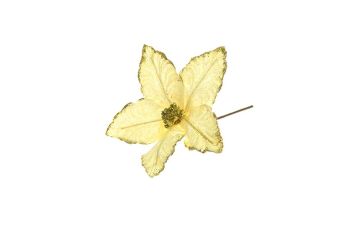 STELLA G/CORTO VELLUTO CREMA