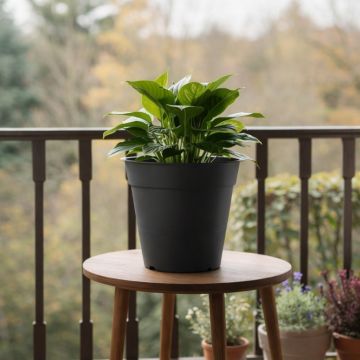VASO FLY D25CM NERO