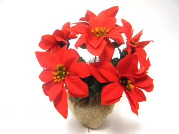 PIANTA CON 6 STELLE DI NATALE ROSSE E VASO IN JUTA H. 30CM