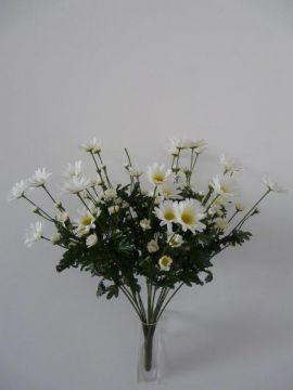 DAISY BUSH X18 60CM CR