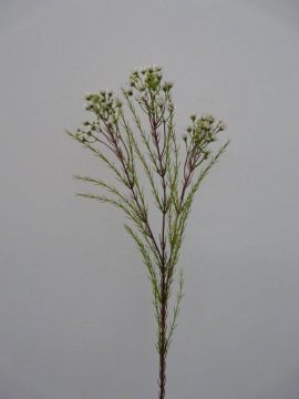 WAX FLOWER SPRAY 80CM CR