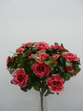 AZALEA BUSH X7 BT