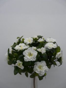 AZALEA BUSH X7 CR