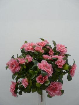 AZALEA BUSH X7 PK