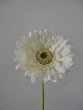 GERBERA SPARY X1 63CM CR