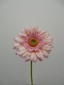 GERBERA SPRAY X1 63CM LL