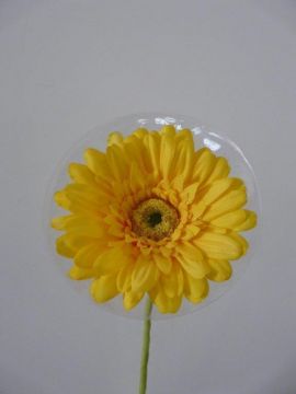 GERBERA SPRAY X1 63CM YL