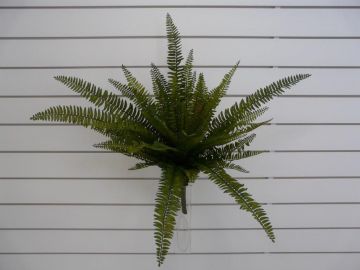 FELCE BUSH X52 73CM GR