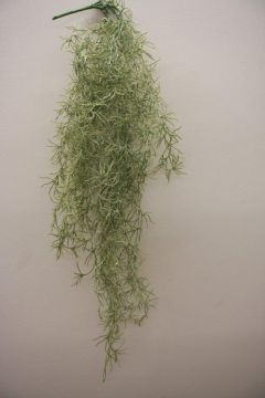 TILLANDSIA CADENTE 85CM GR