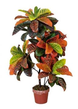 CROTON PLANT 100CM POT GR