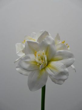 AMARYLLIS SPRAY X3 60CM CR