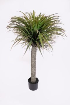 YUCCA BLACK POT 135CM GR