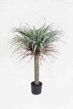 YUCCA BLACK POT 105CM GR