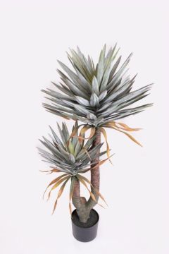AGAVE X2 POT 142CM GR