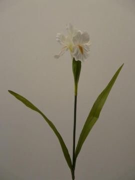 IRIS SPRAY X1 72CM CR