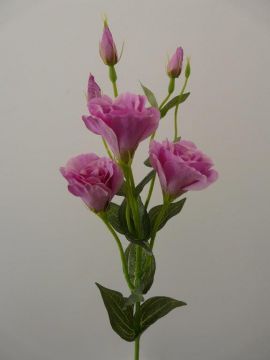 LISIANTHUS SPRAY 80CM LL