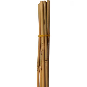 SET 5 CANNE IN BAMBOO H 210CM DIAM. 18/20MM