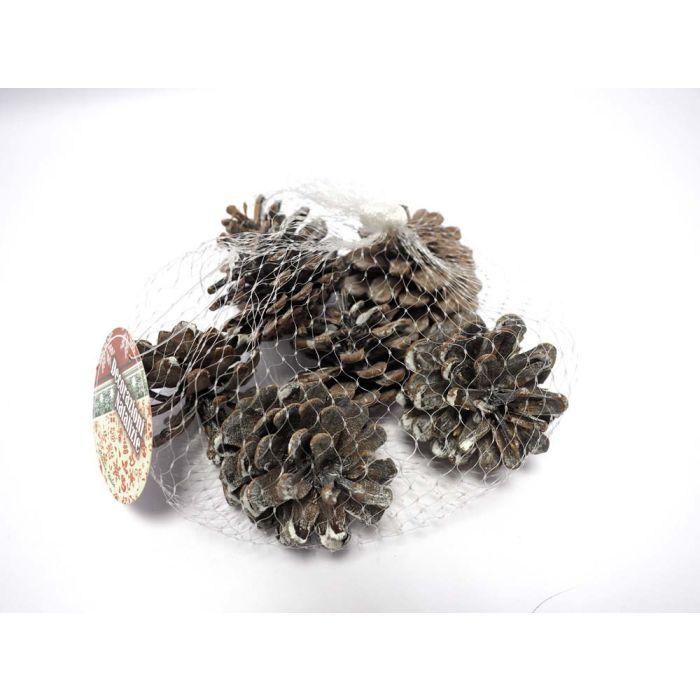 RETINA C/7PIGNE NEVATE RETINA C/7PIGNE NEVATE