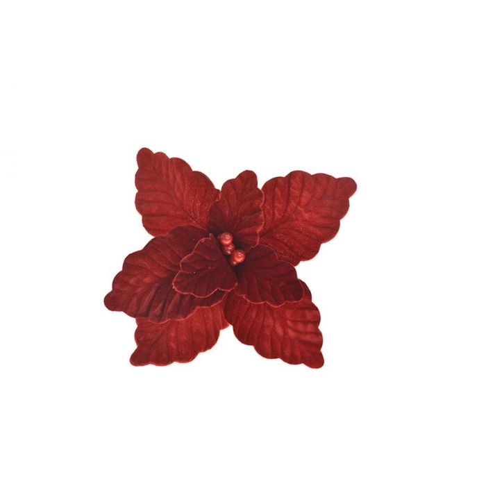 STELLA GAMBO CORTO STELLA GAMBO CORTO