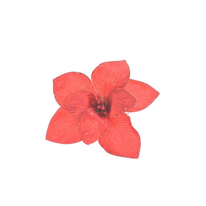 STELLA VELLUTO GAMBO CORTO C/BACCHE ROSSE