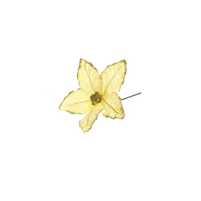 STELLA G/CORTO VELLUTO CREMA